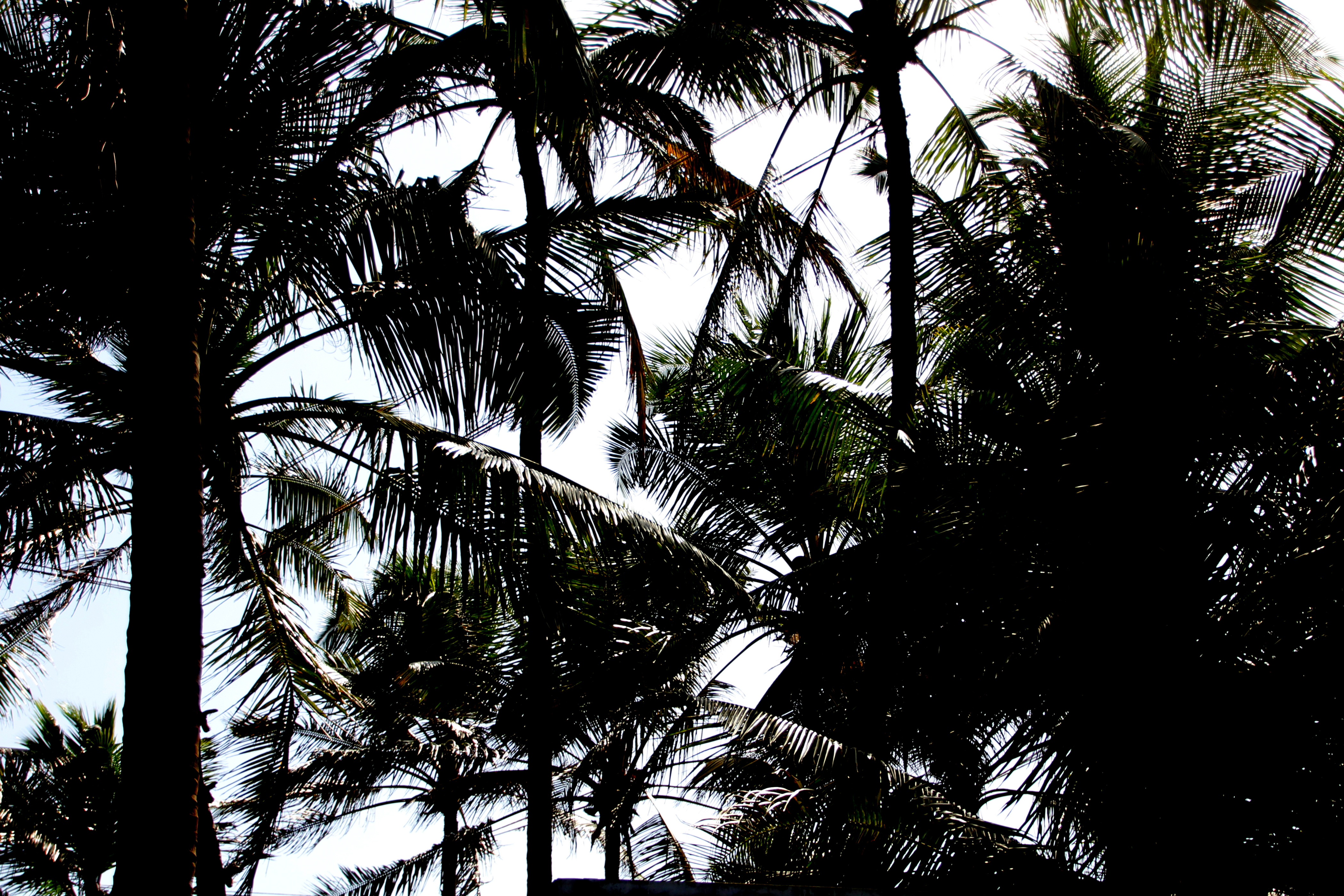 IMG 0672